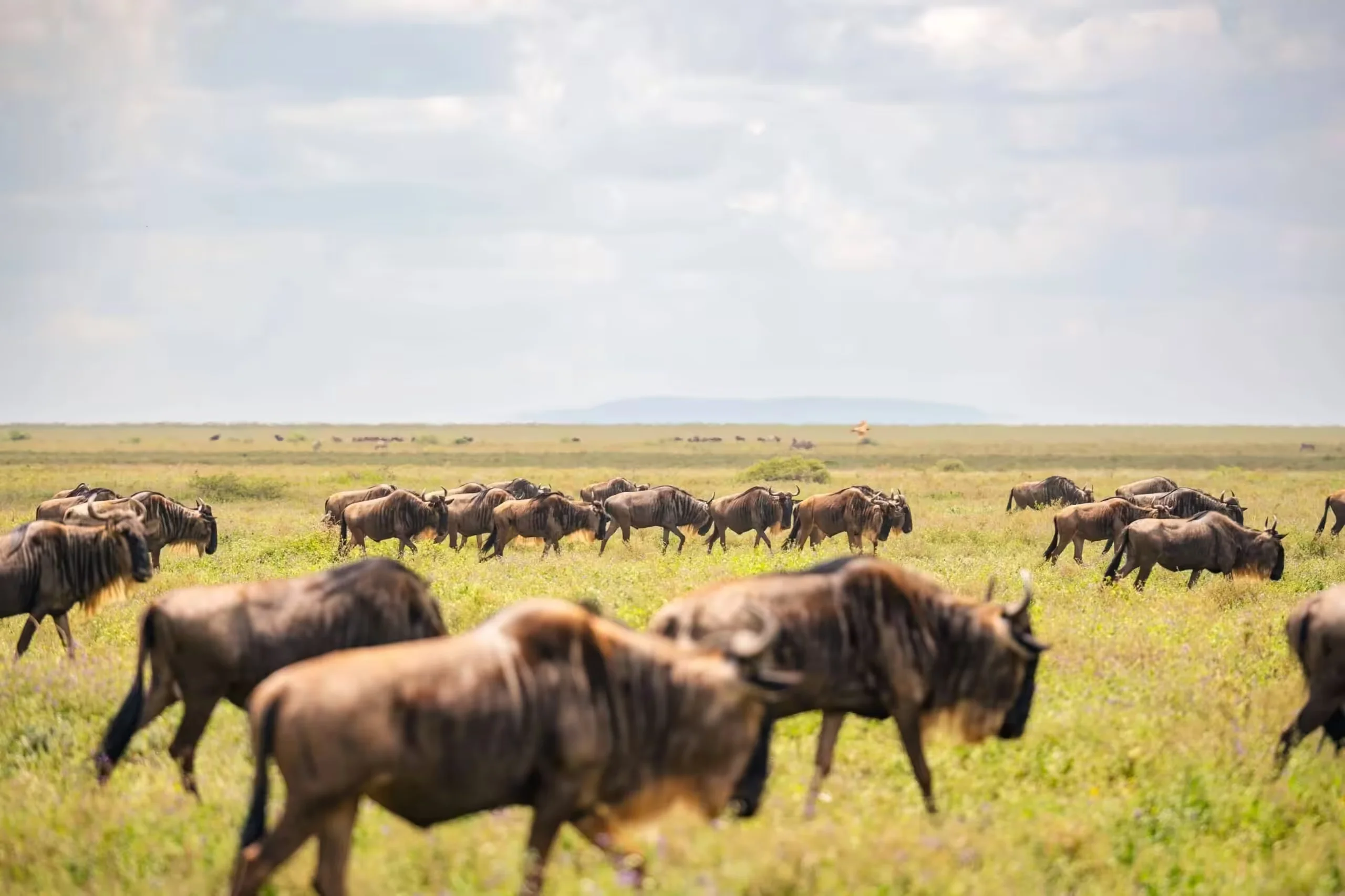 South Serengeti