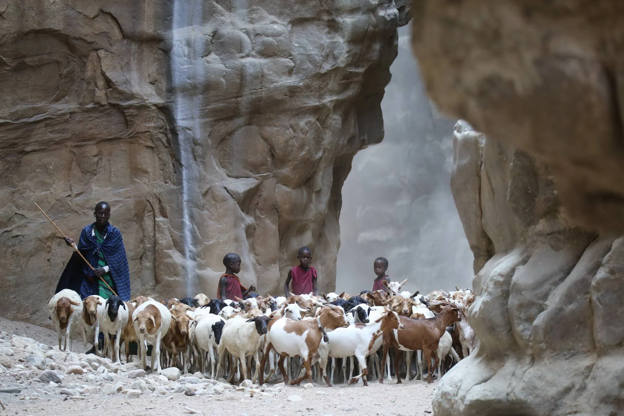 Maasai herder leading a herd of goats through the narrow rocky passages of Olkarien Gorge, Tanzania.