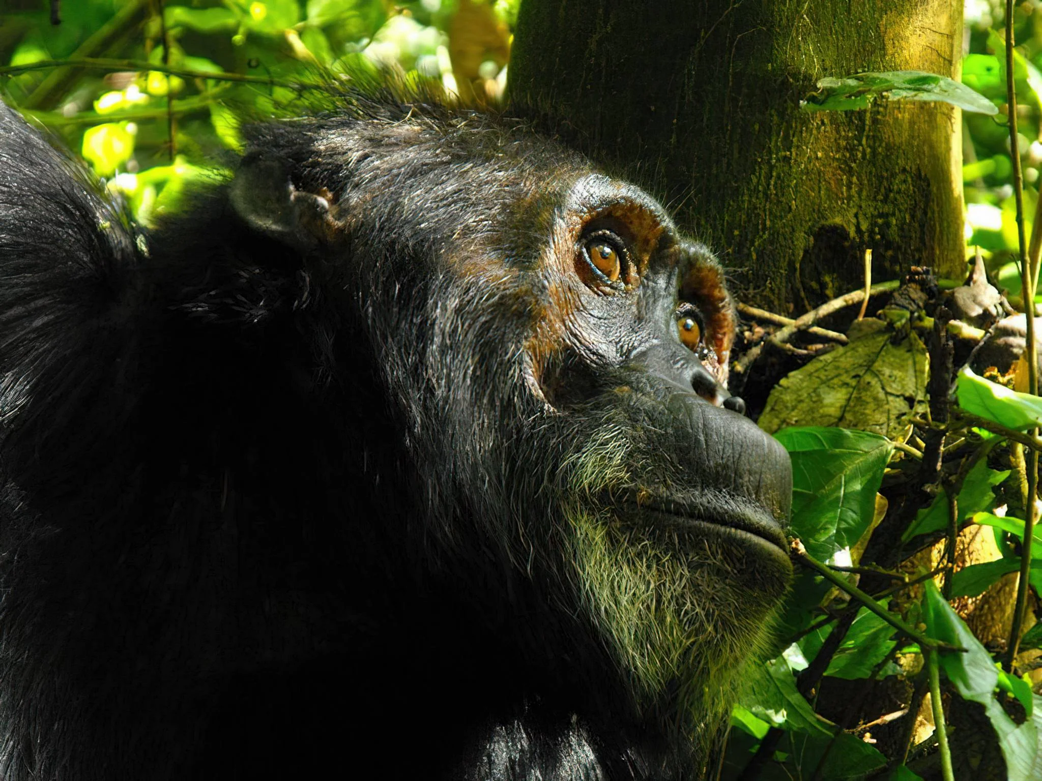 Rubondo Island National Park – photo 15