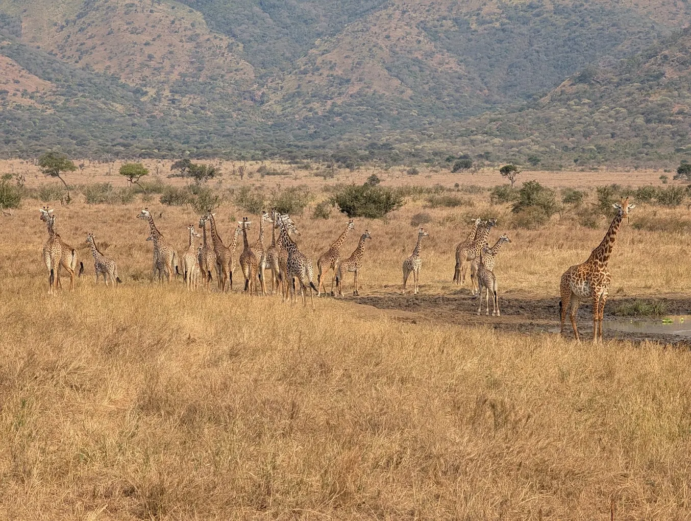 Mkomazi National Park – photo 6