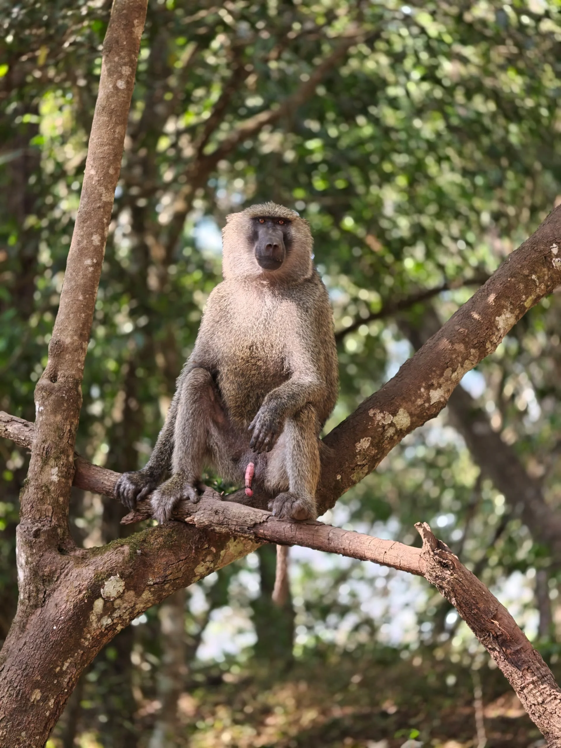 Vervet monkey perched on a tree branch surrounded by green leaves.
