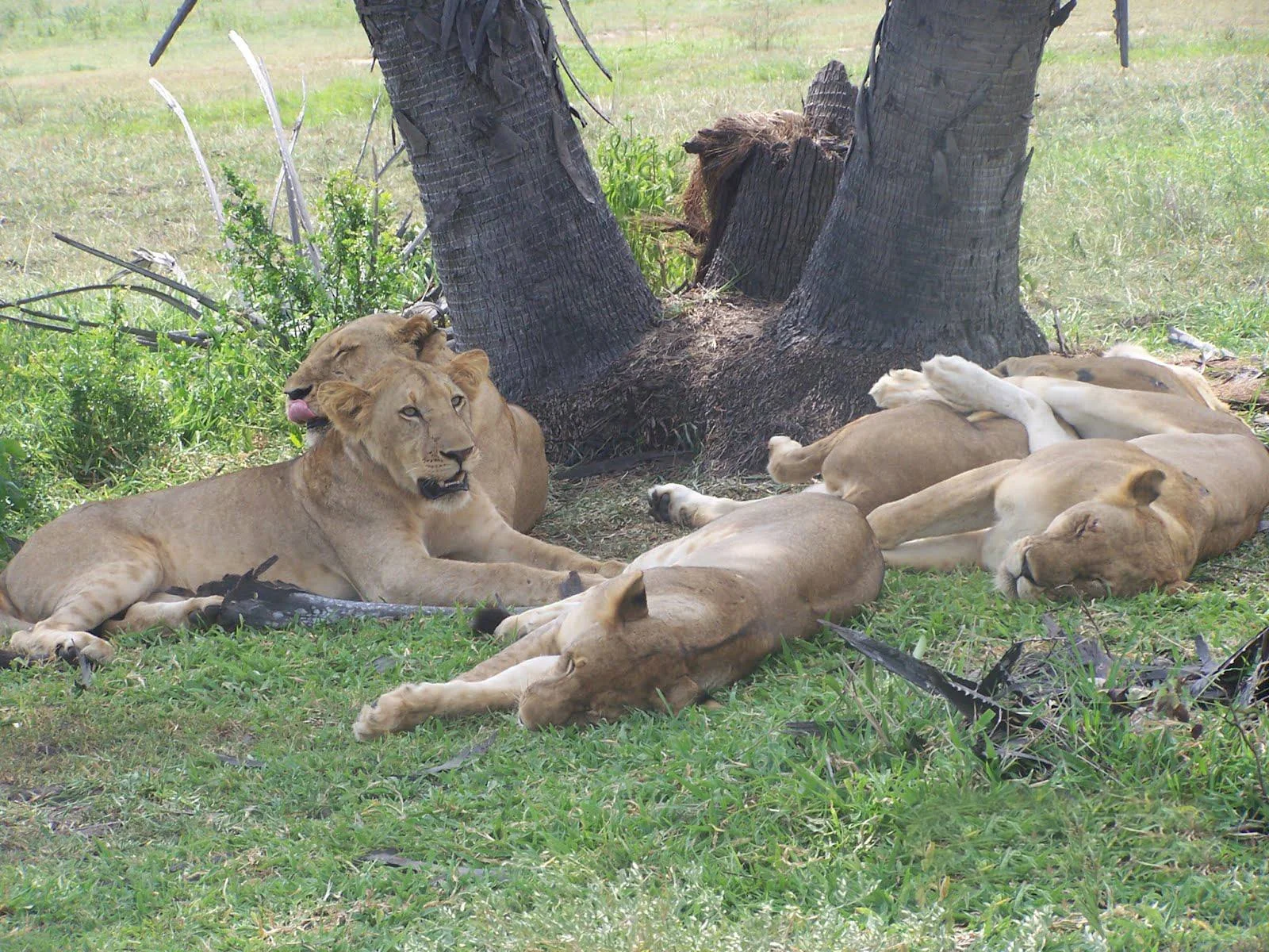 Nyerere National Park