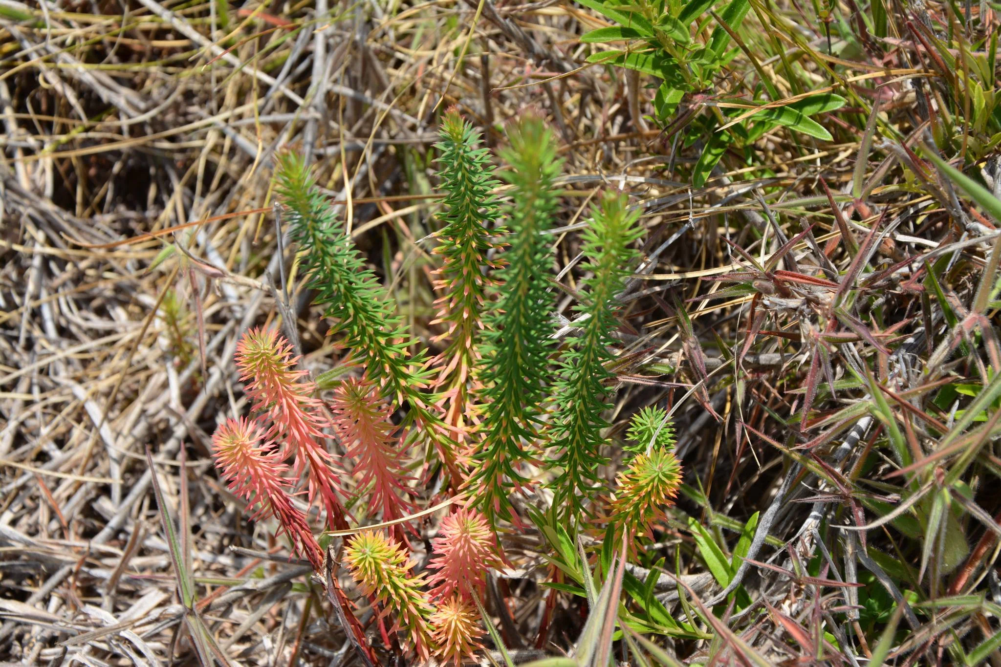 Kitulo National Park – photo 15