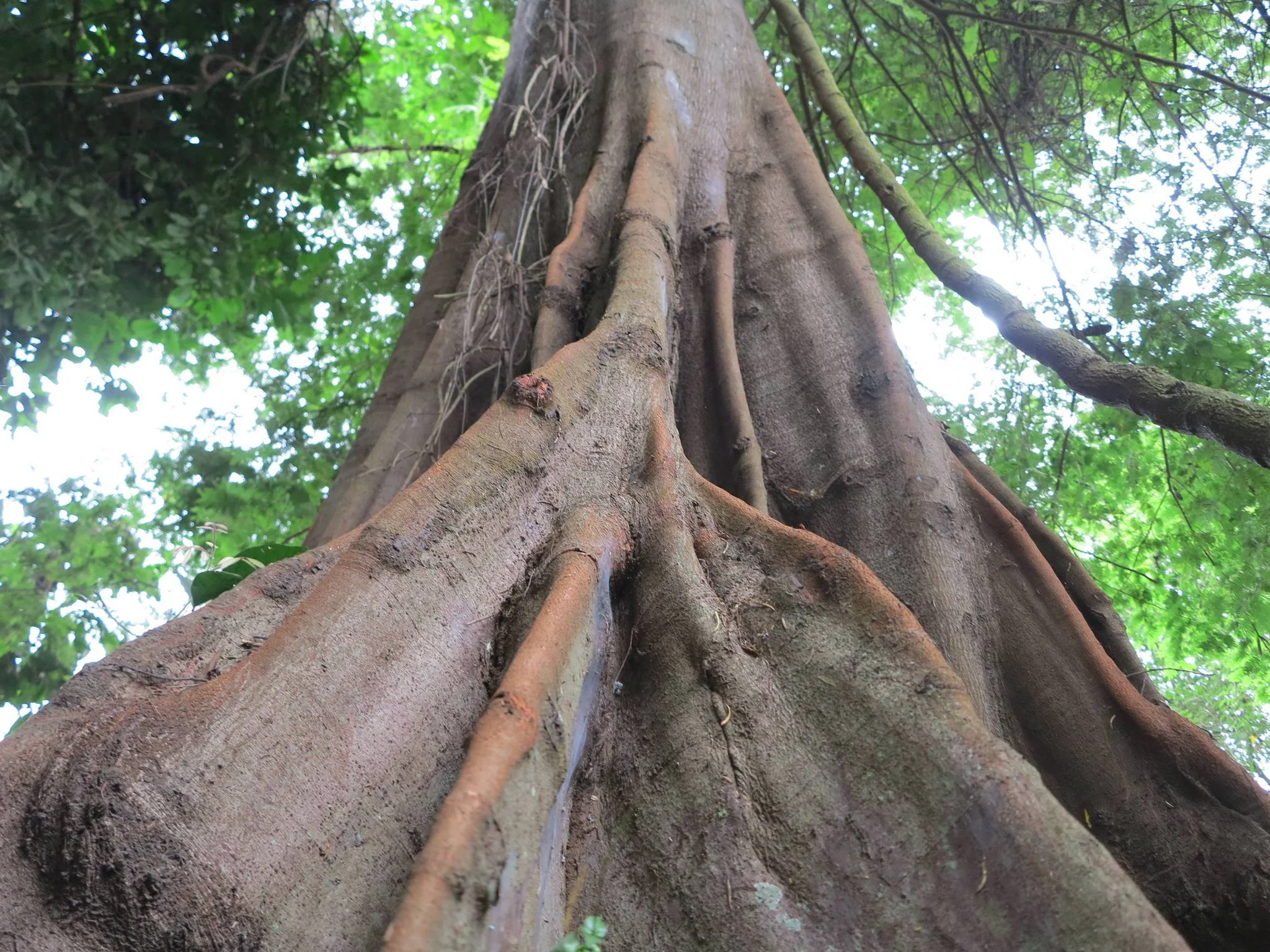Rau Nature Forest Reserve – photo 12
