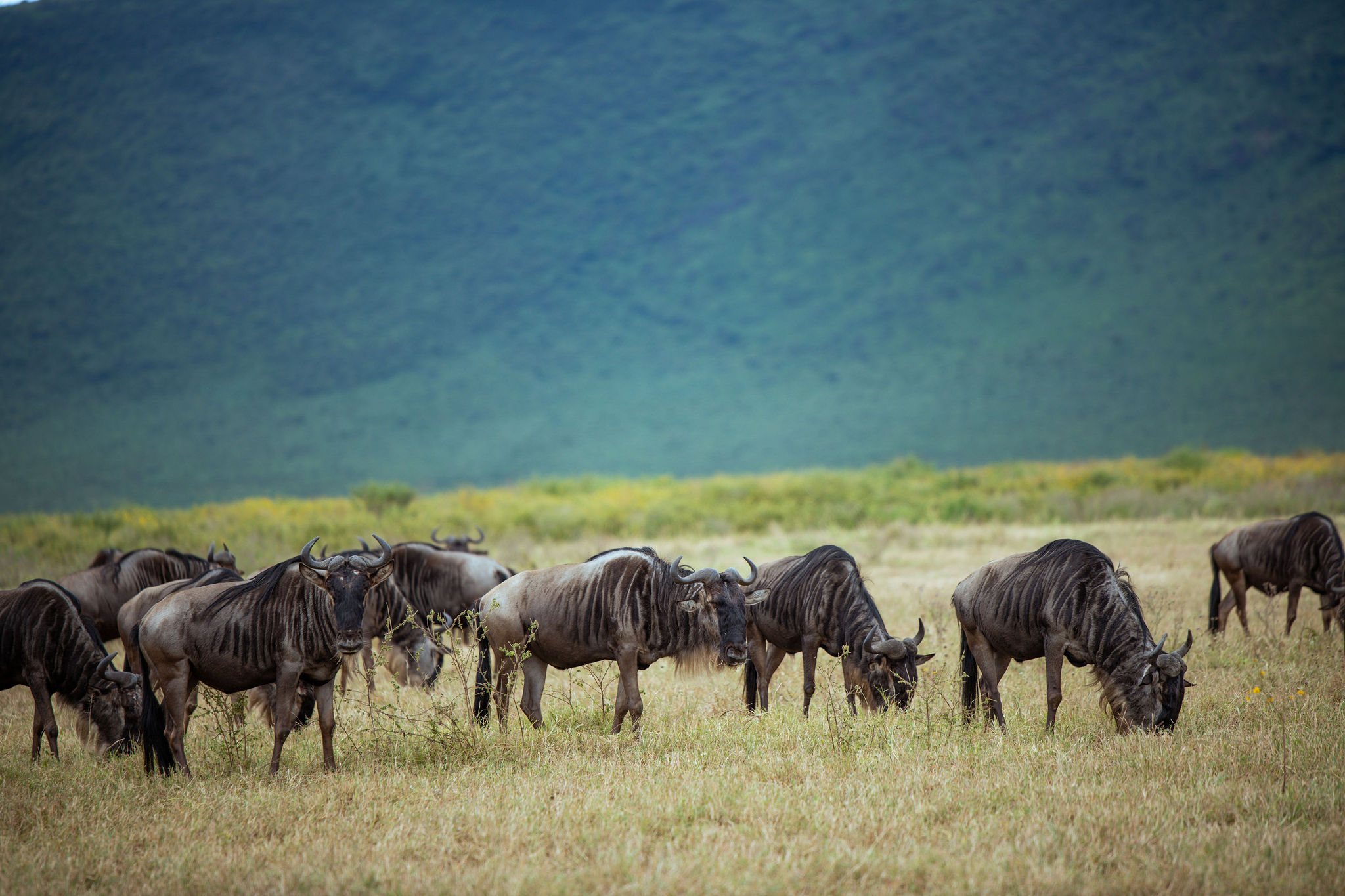 Wildebeests grazing in open field with lush, cloud-dusted volcanic crater walls in the background.