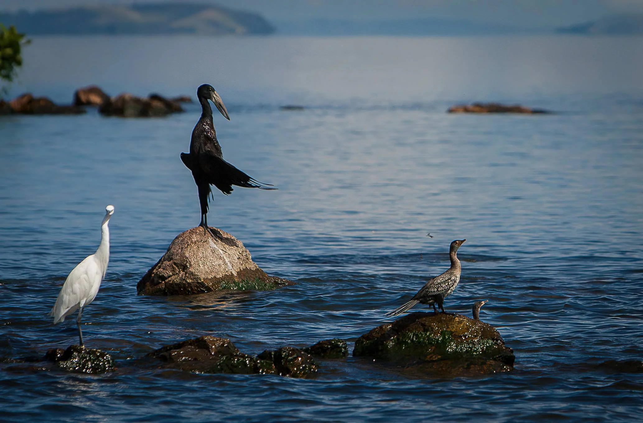 Rubondo Island National Park – photo 10