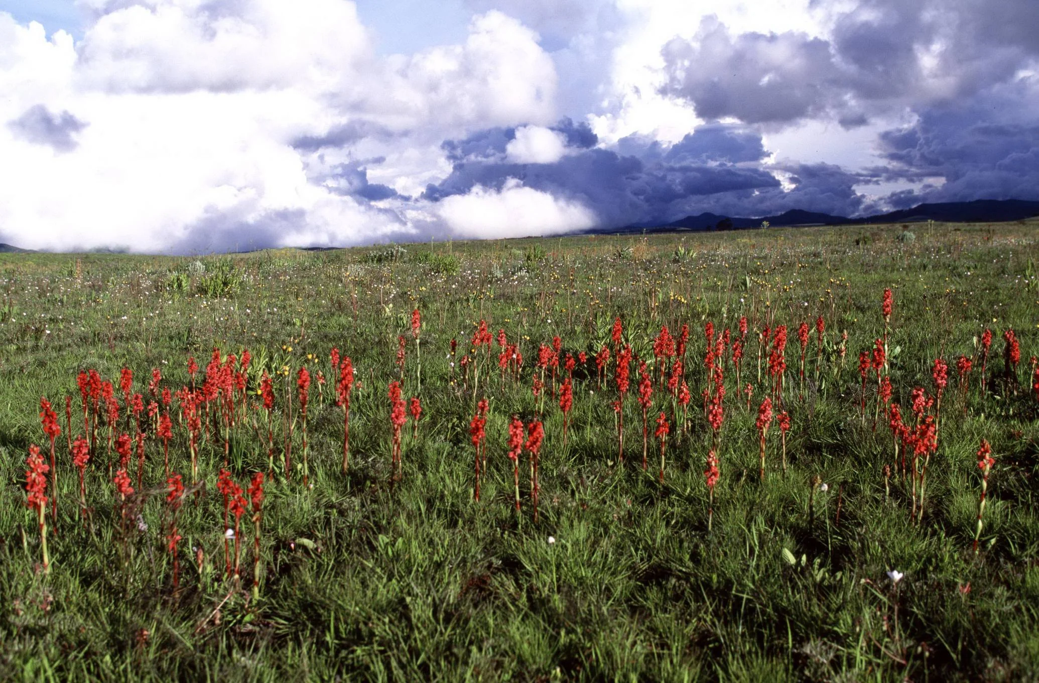 Kitulo National Park – photo 17