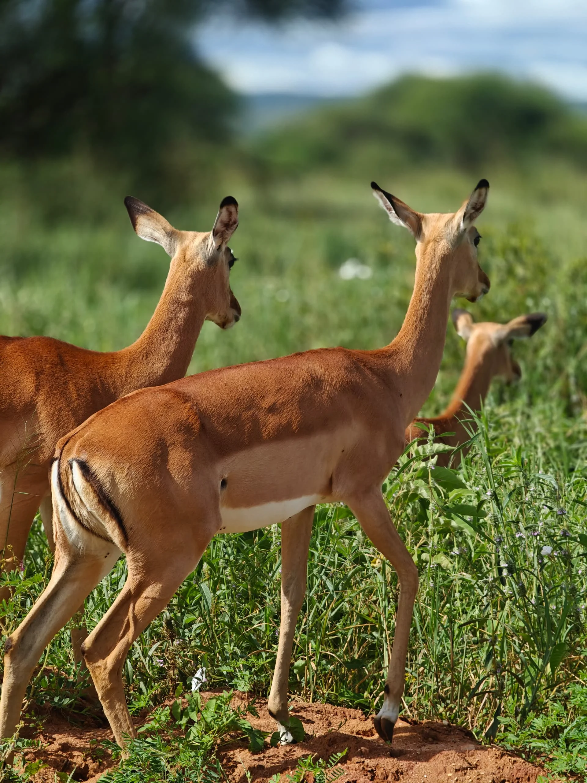 Central Serengeti