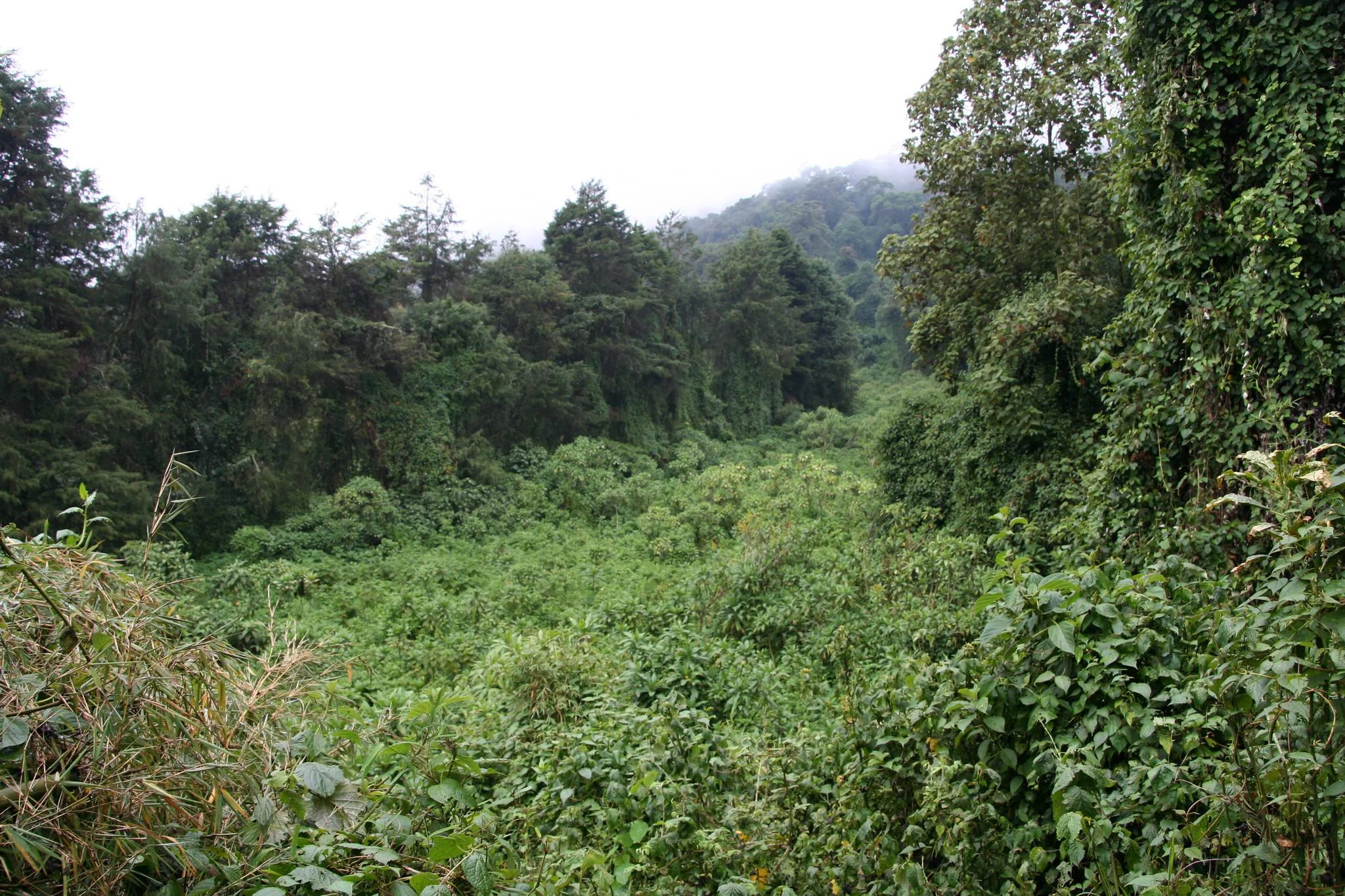 Gombe Stream National Park – photo 17