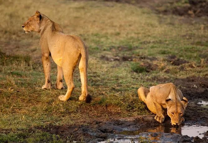 Katavi National Park – photo 7