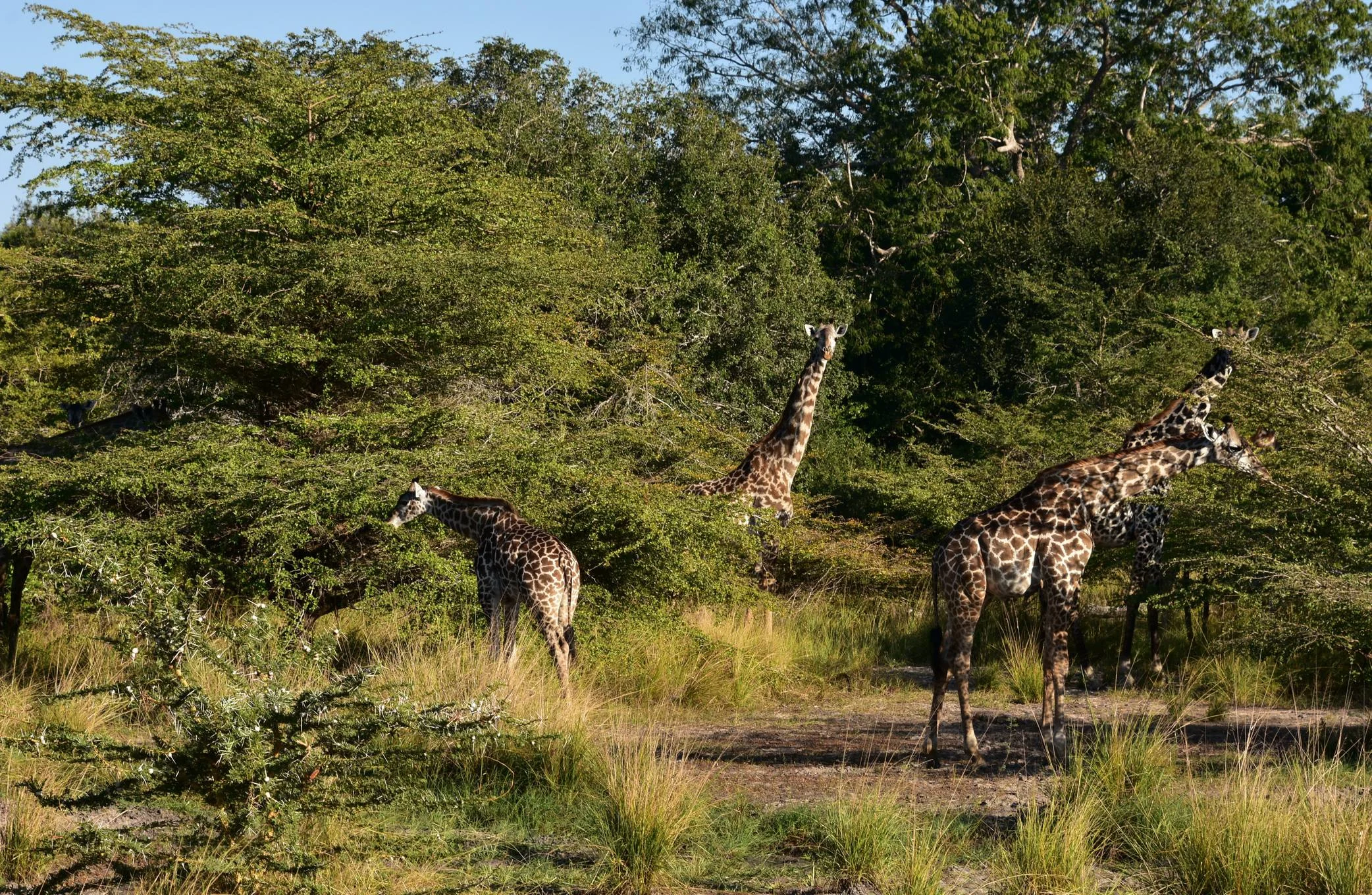 Nyerere National Park – photo 8