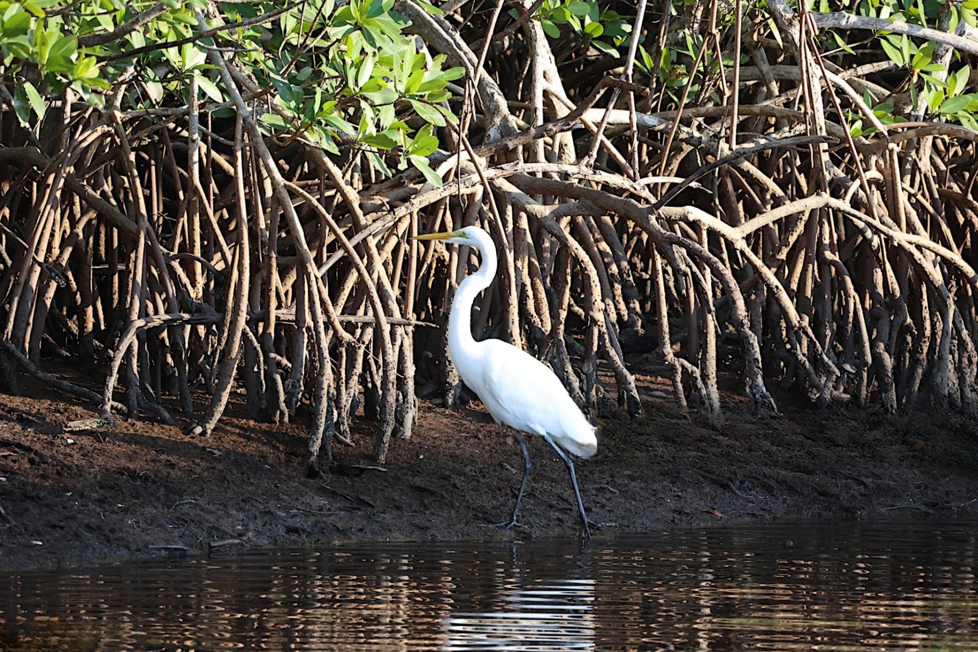 Kwale Island Marine Reserve