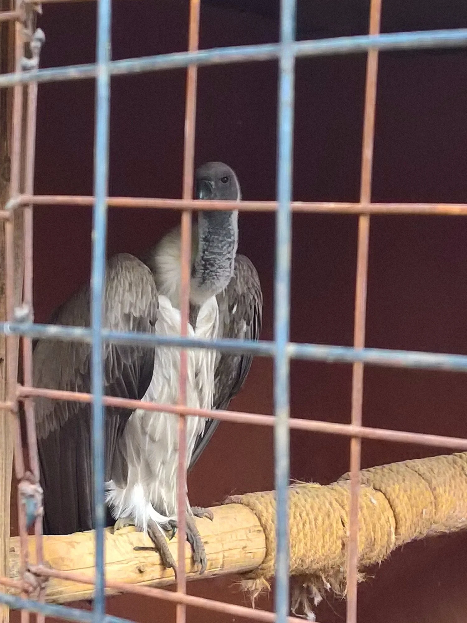 Arusha Snake Park – photo 20