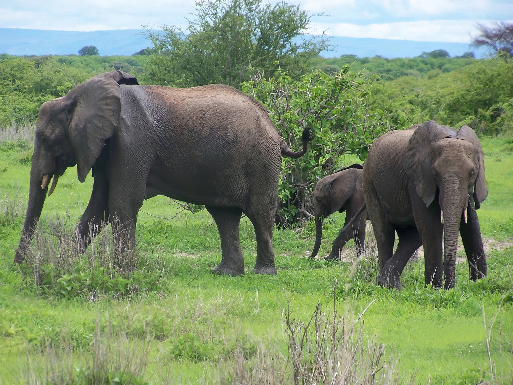 A family of elephants walking through lush green grass in Ruaha National Park.