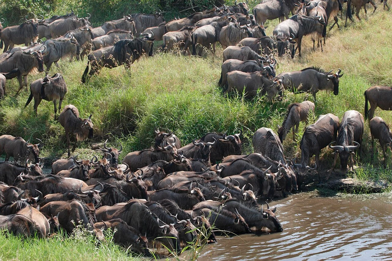North Serengeti
