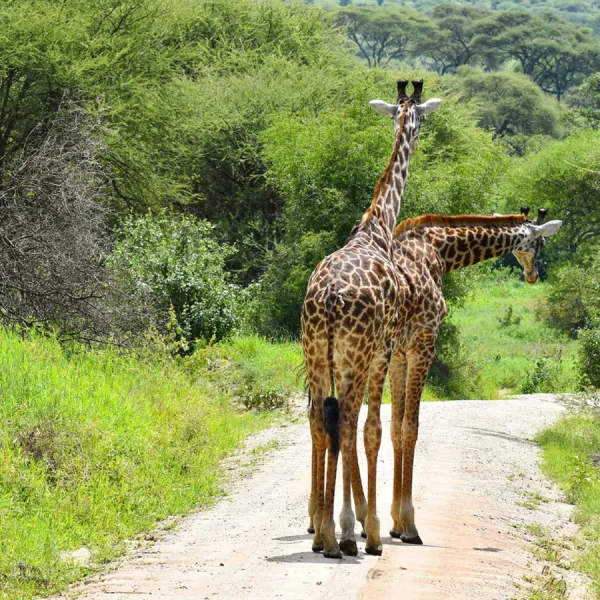 Saadani National Park – photo 17