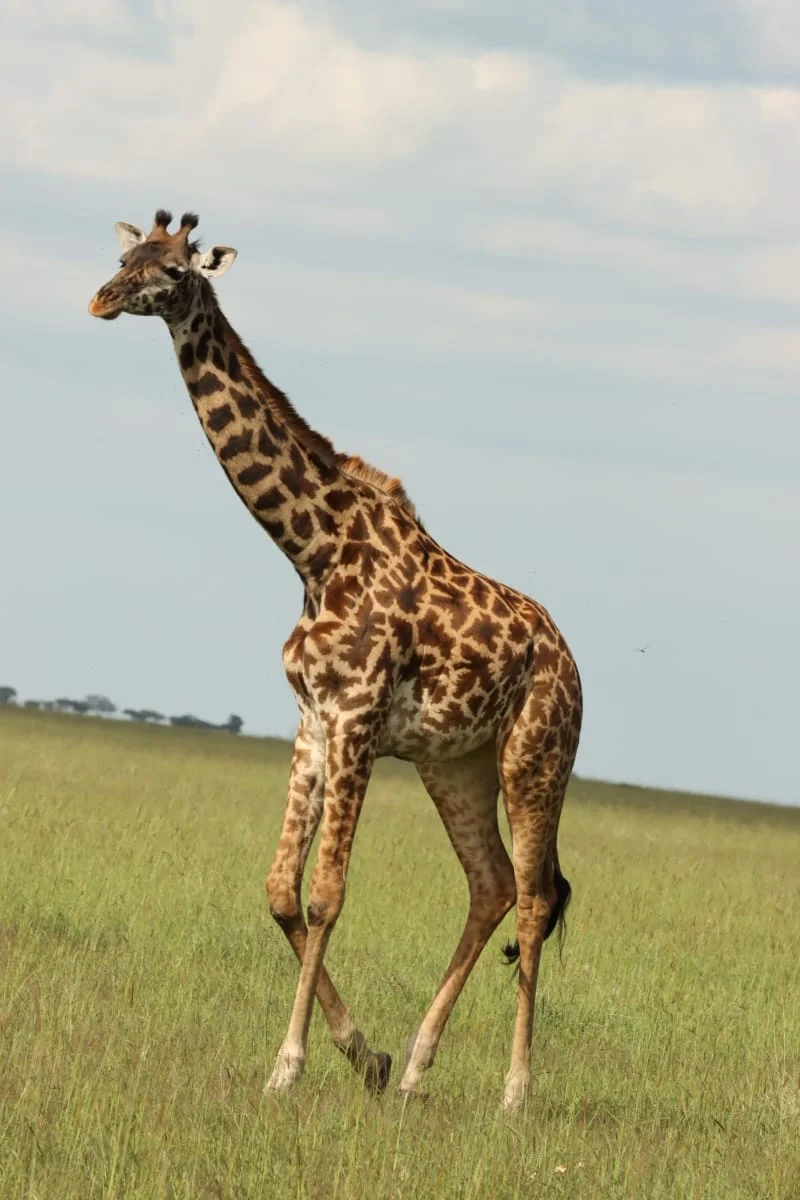 Serengeti National Park