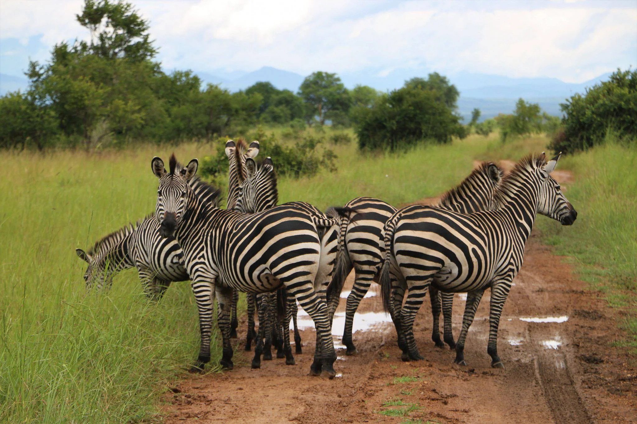 Mikumi National Park – photo 6