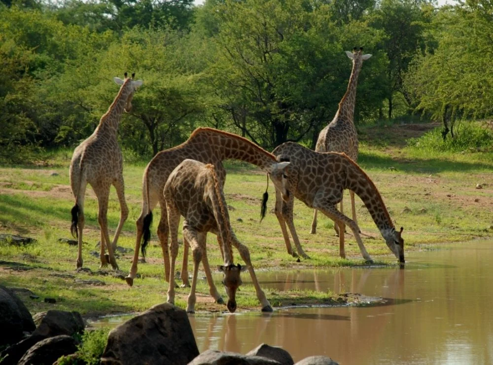 Saadani National Park – photo 15