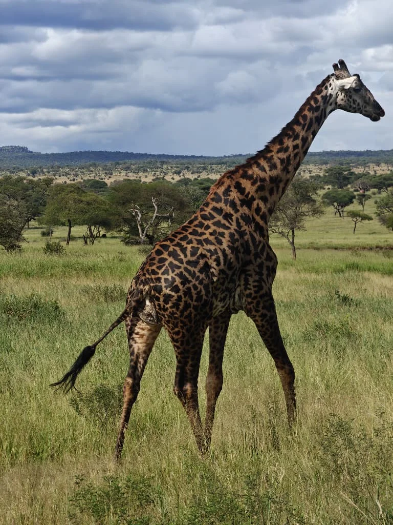 Central Serengeti