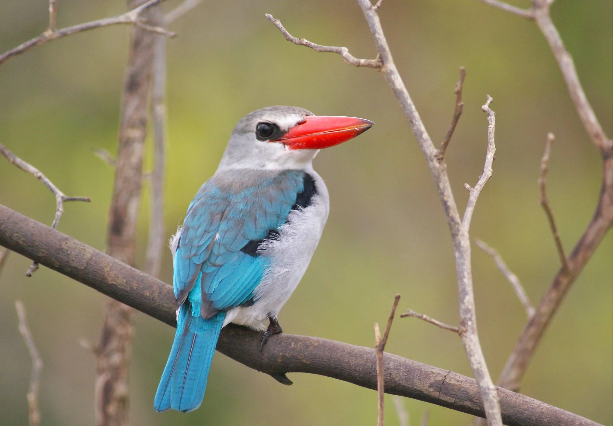 Saadani National Park – photo 19