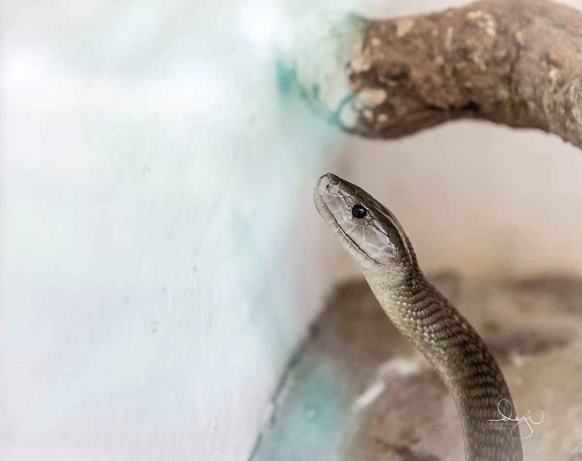 Arusha Snake Park – photo 12