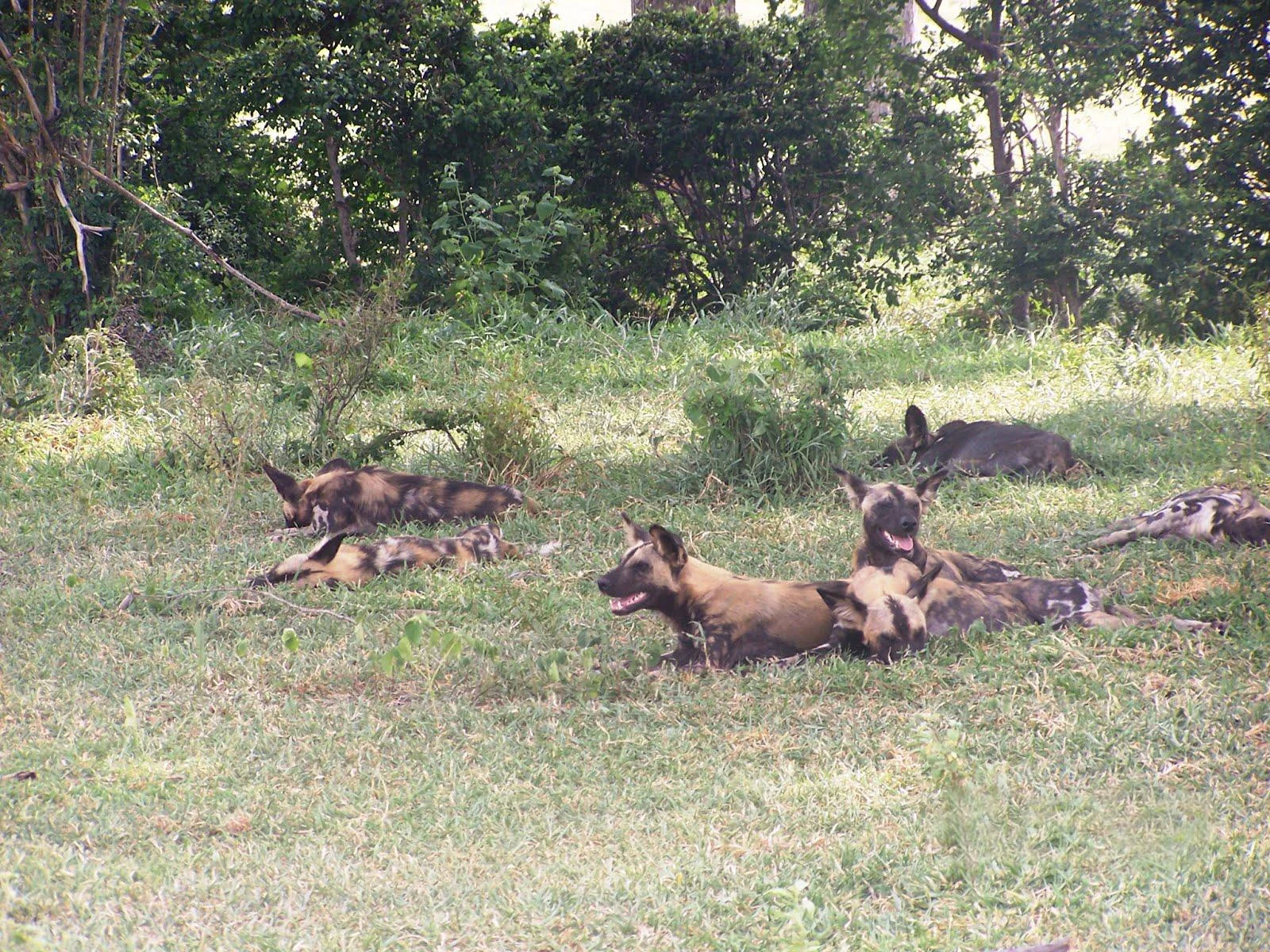 Nyerere National Park – photo 7