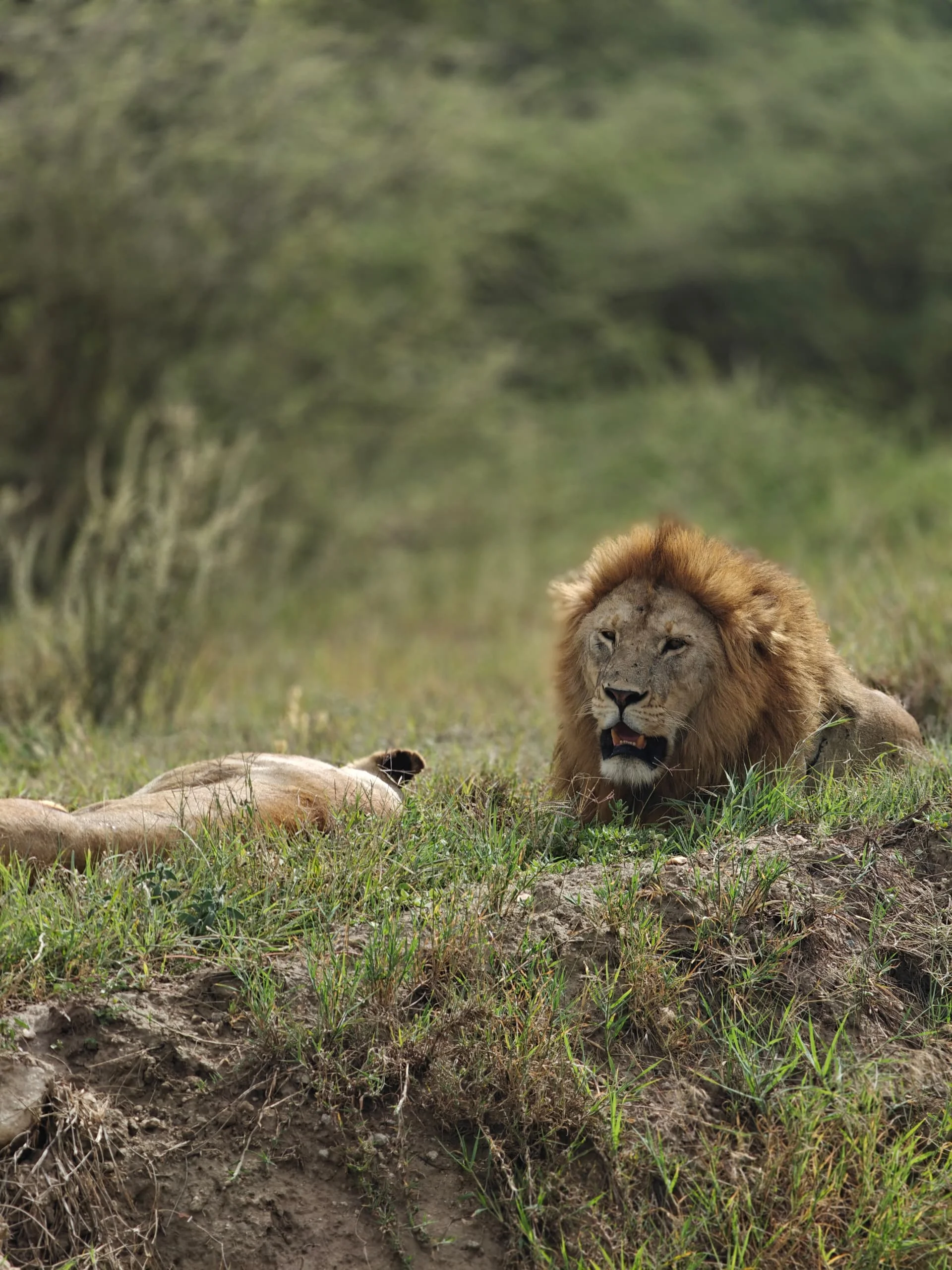 Central Serengeti
