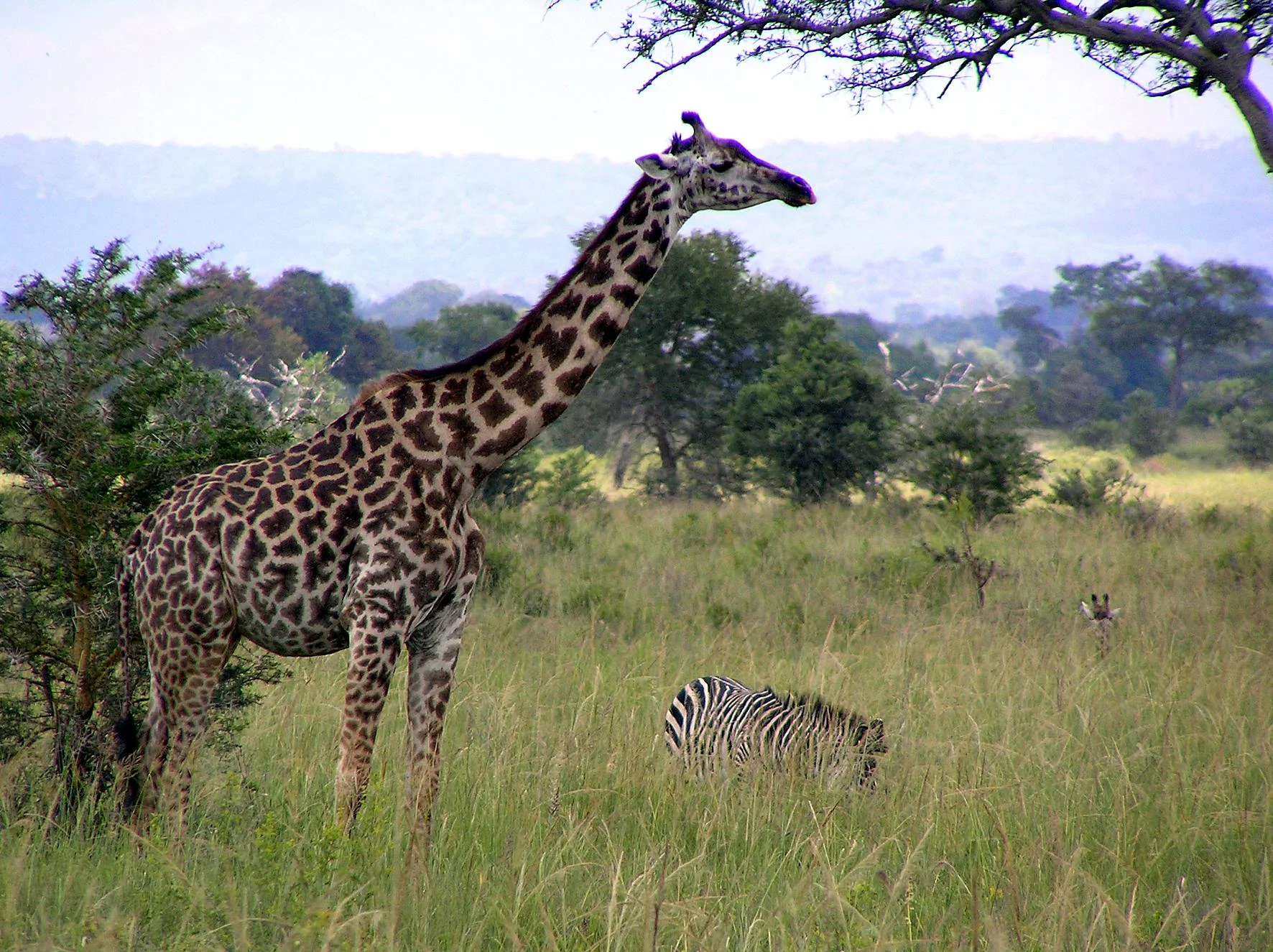 Mikumi National Park – photo 2