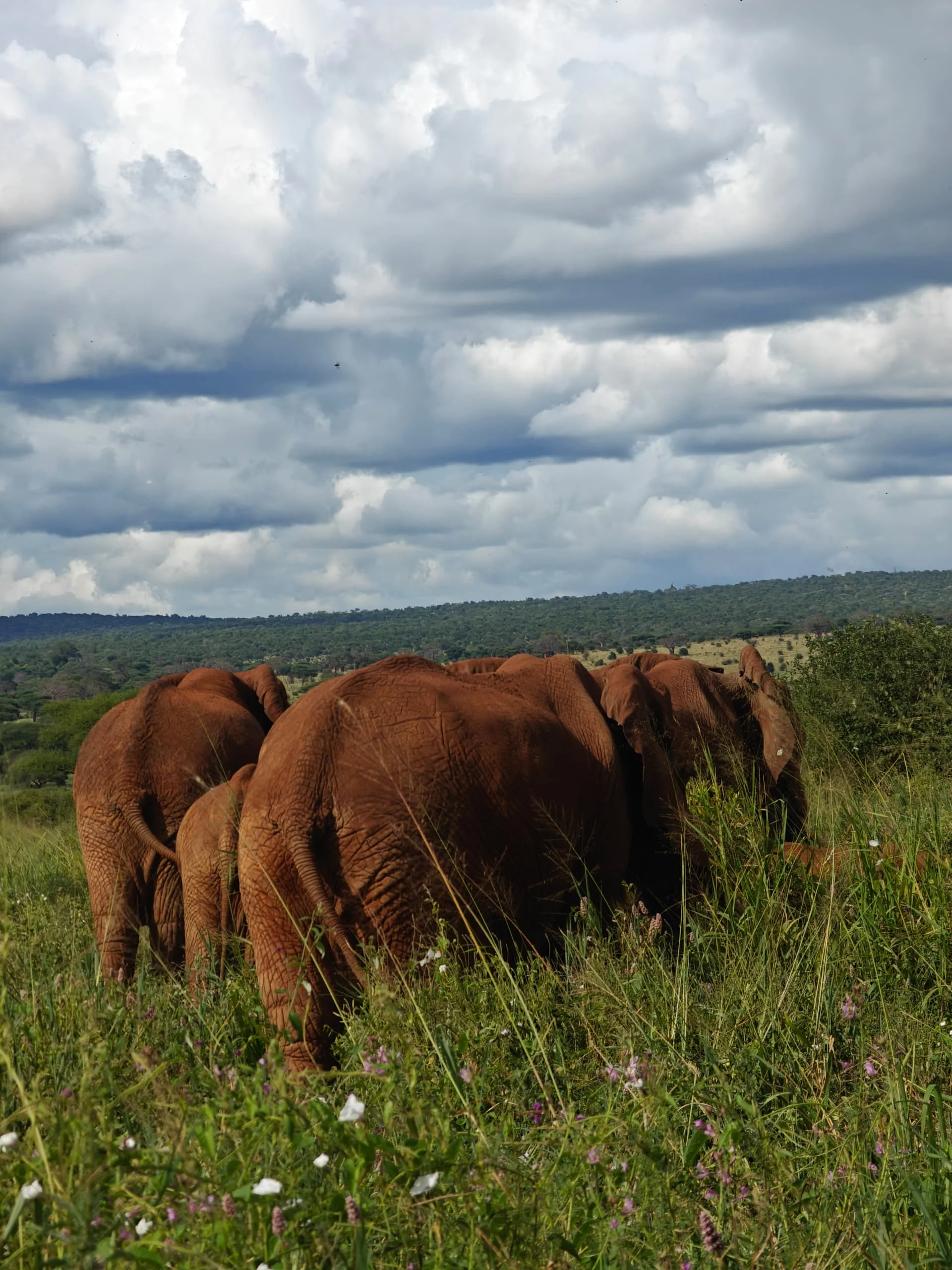 Central Serengeti