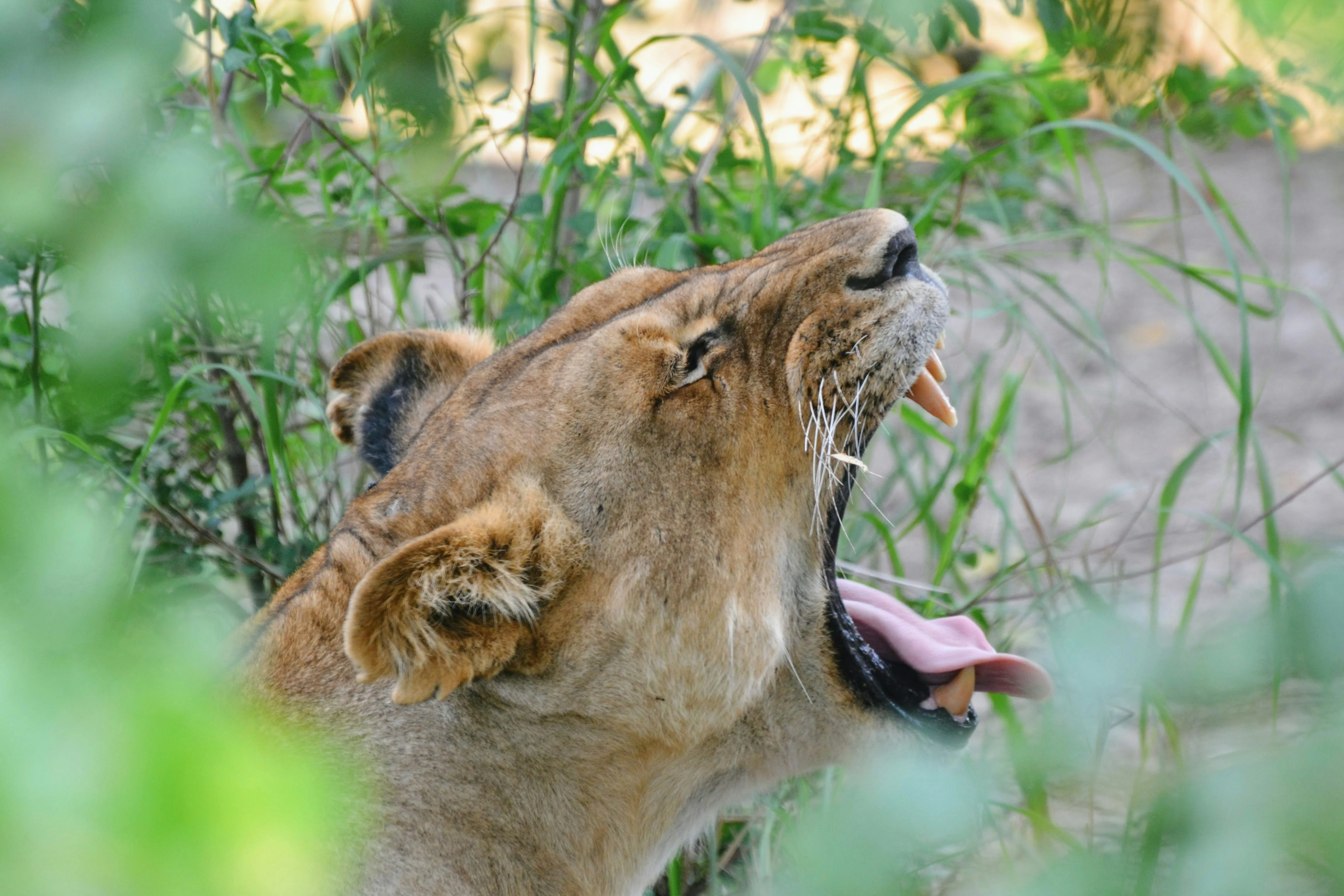 Mikumi National Park – photo 12