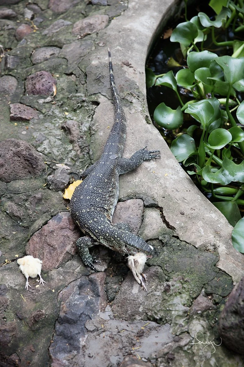 Arusha Snake Park – photo 24