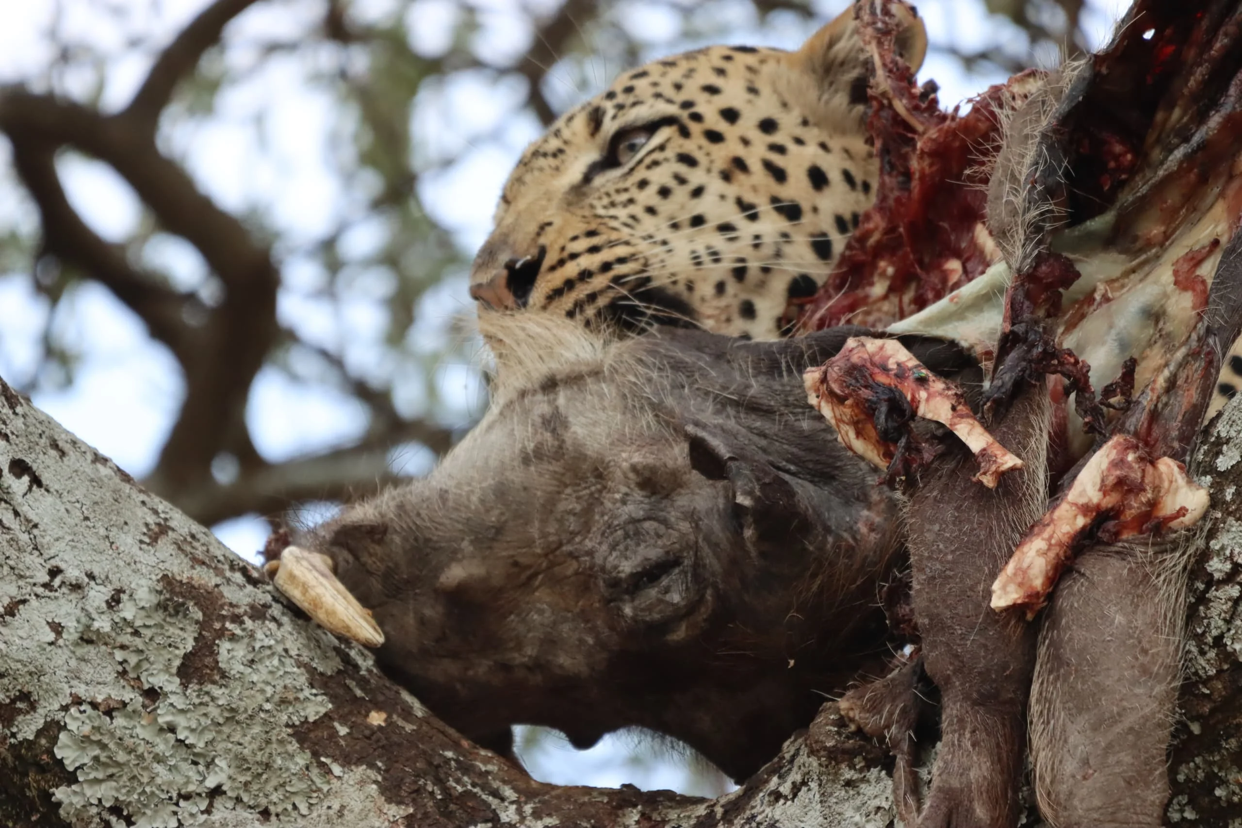 Serengeti National Park