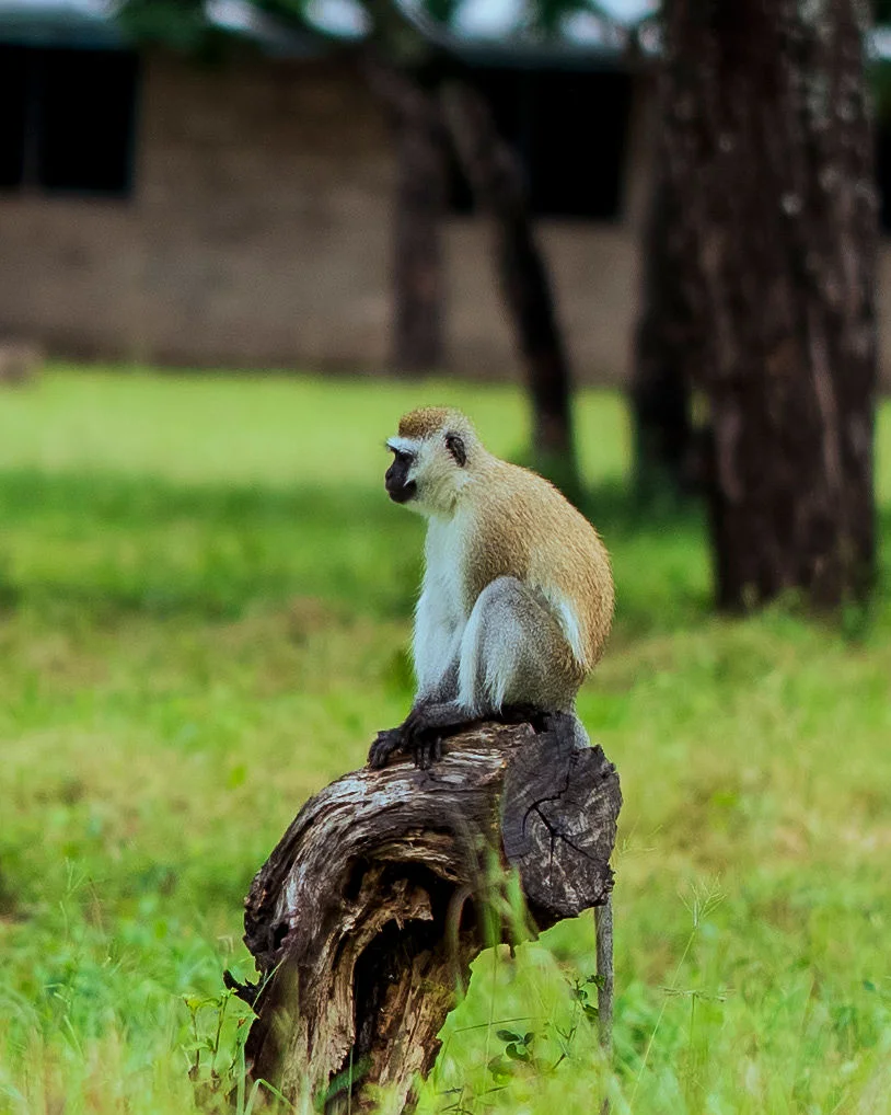 A vervet monkey sitting atop a wooden stump surrounded by lush green grass.