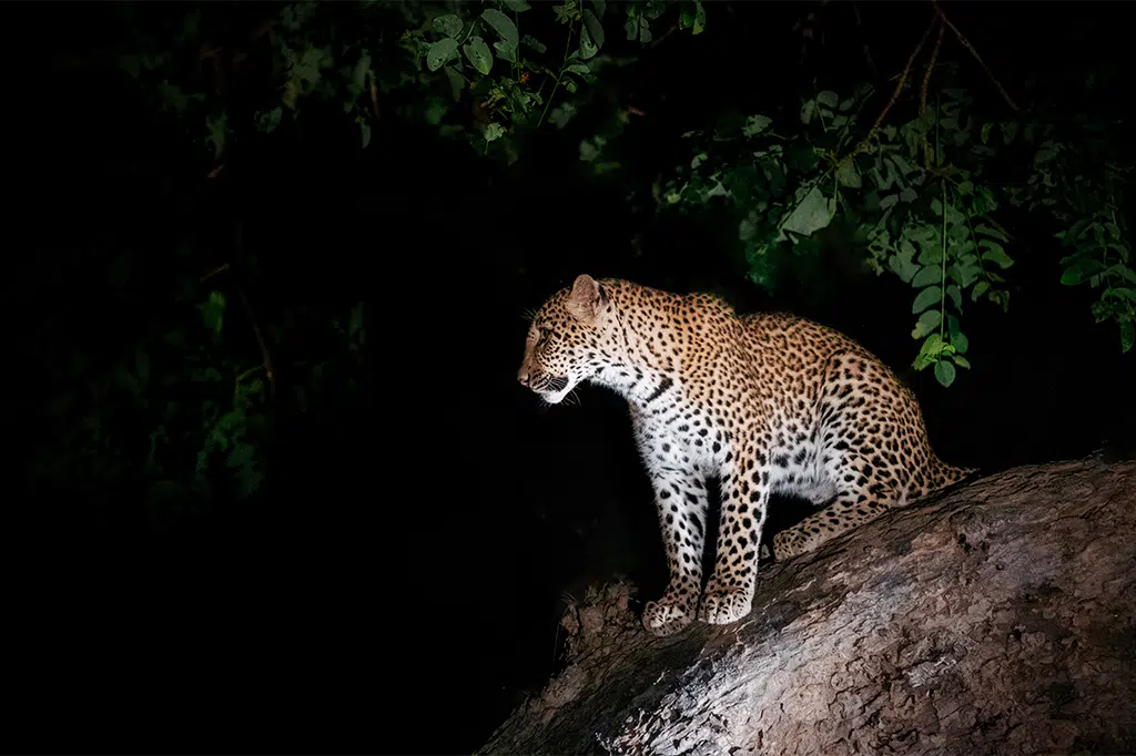 Ndutu Plains – photo 10