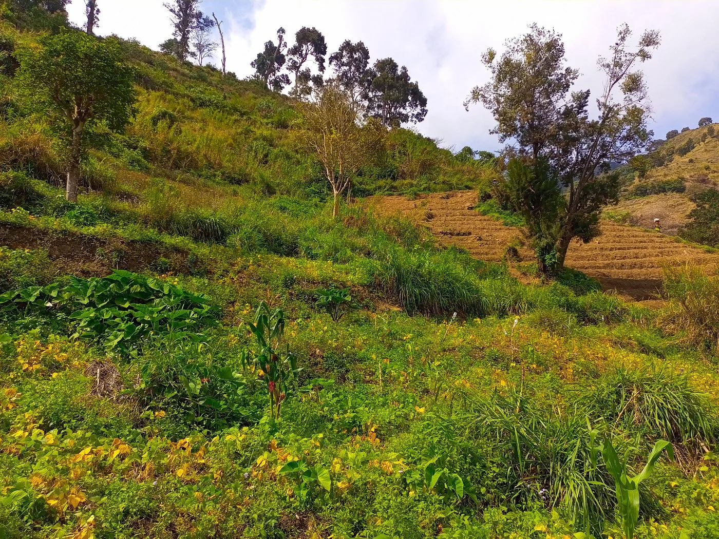 Uluguru Mountains – photo 34