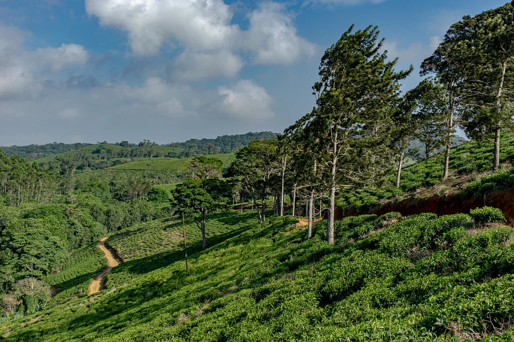 Amani Nature Forest Reserves – photo 6
