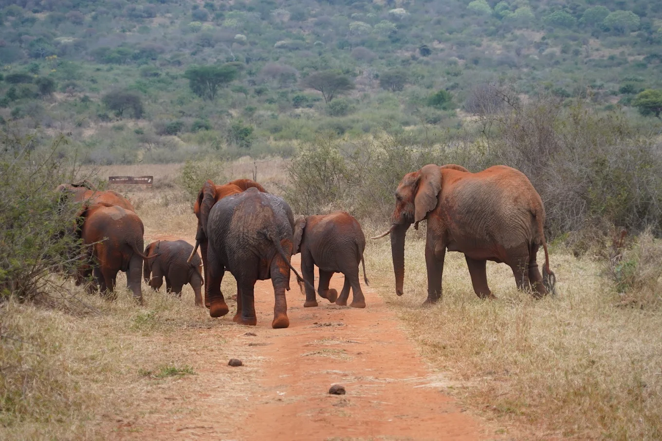 Mkomazi National Park – photo 2