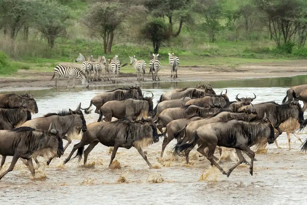 Ndutu Plains