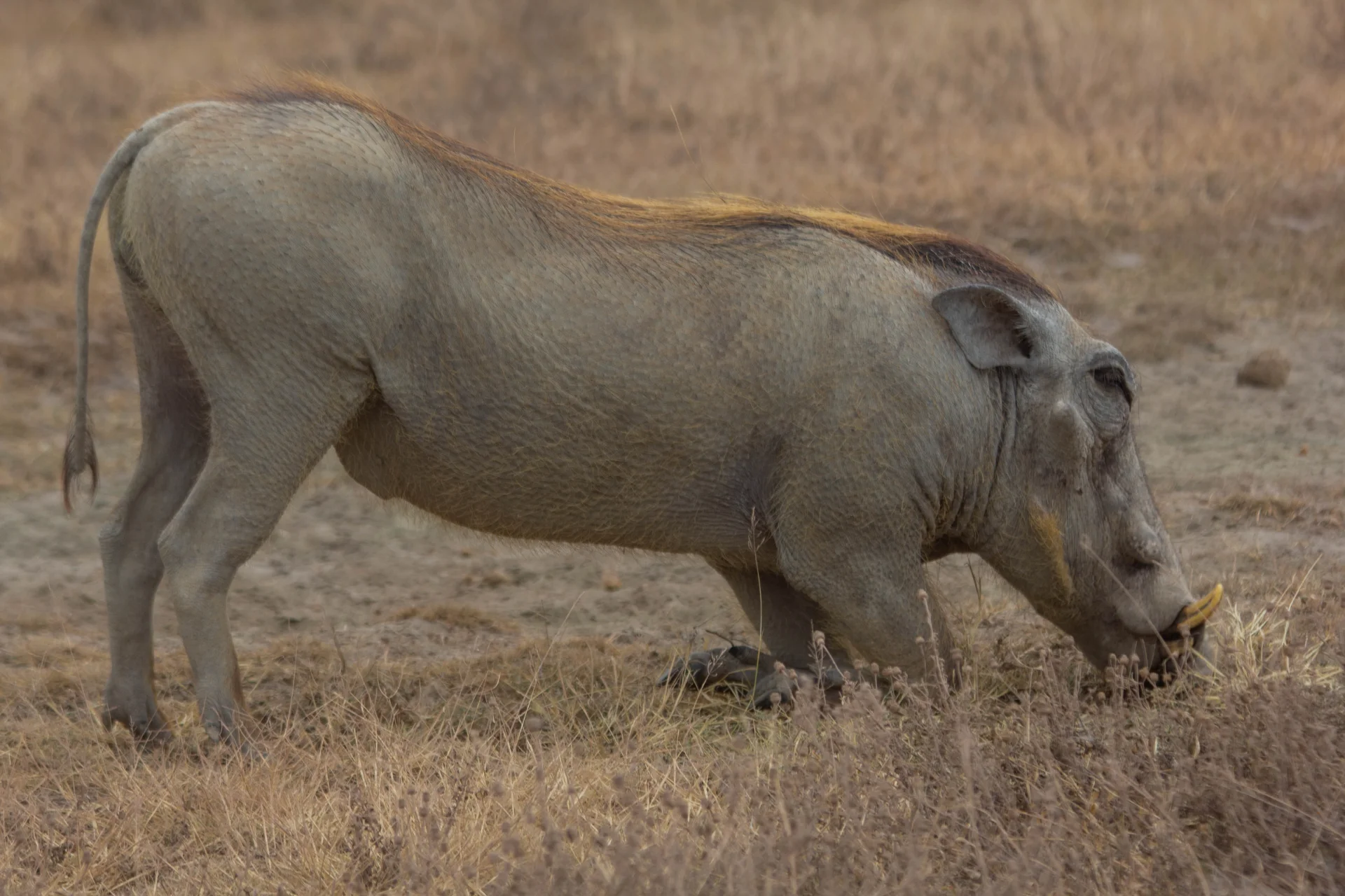 Western Serengeti – photo 5