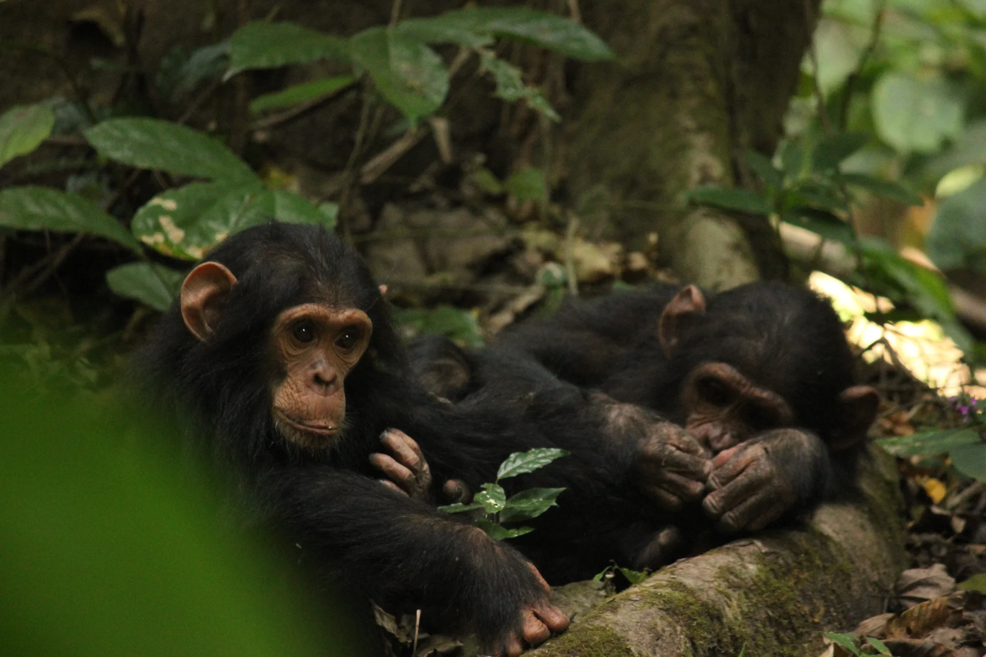 Gombe Stream National Park