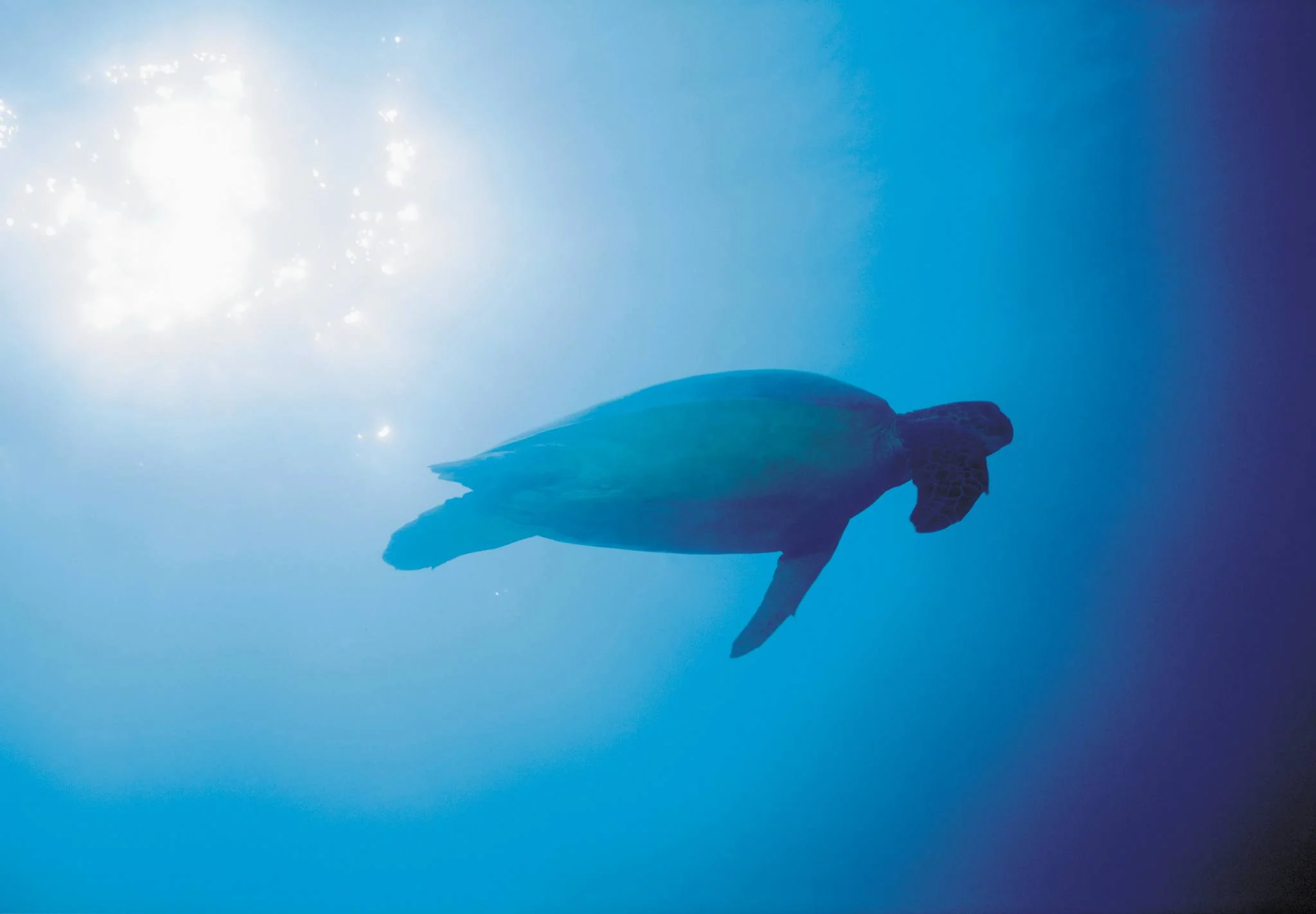 Tanga Marine Park & Reserves – photo 4
