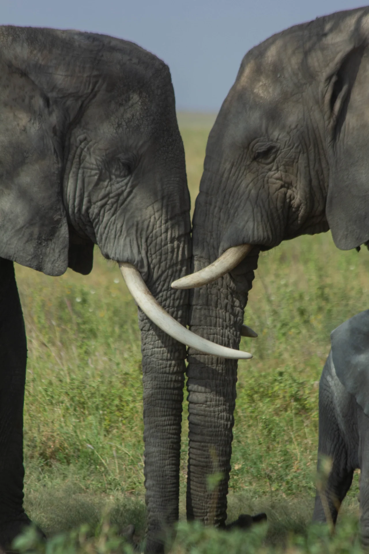 Western Serengeti – photo 3