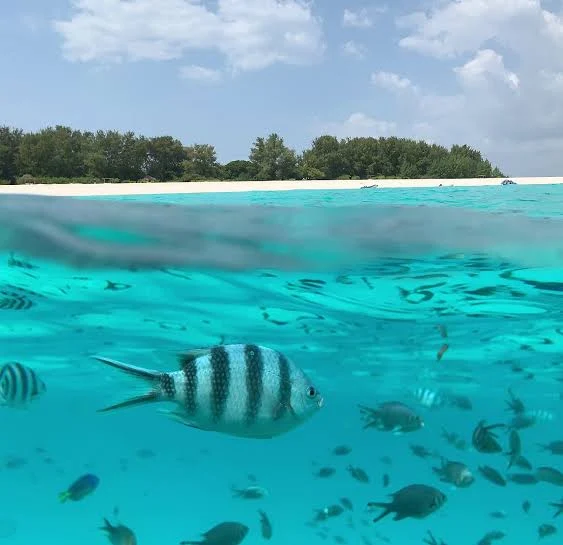 Mnemba Island Conservation Area – photo 3