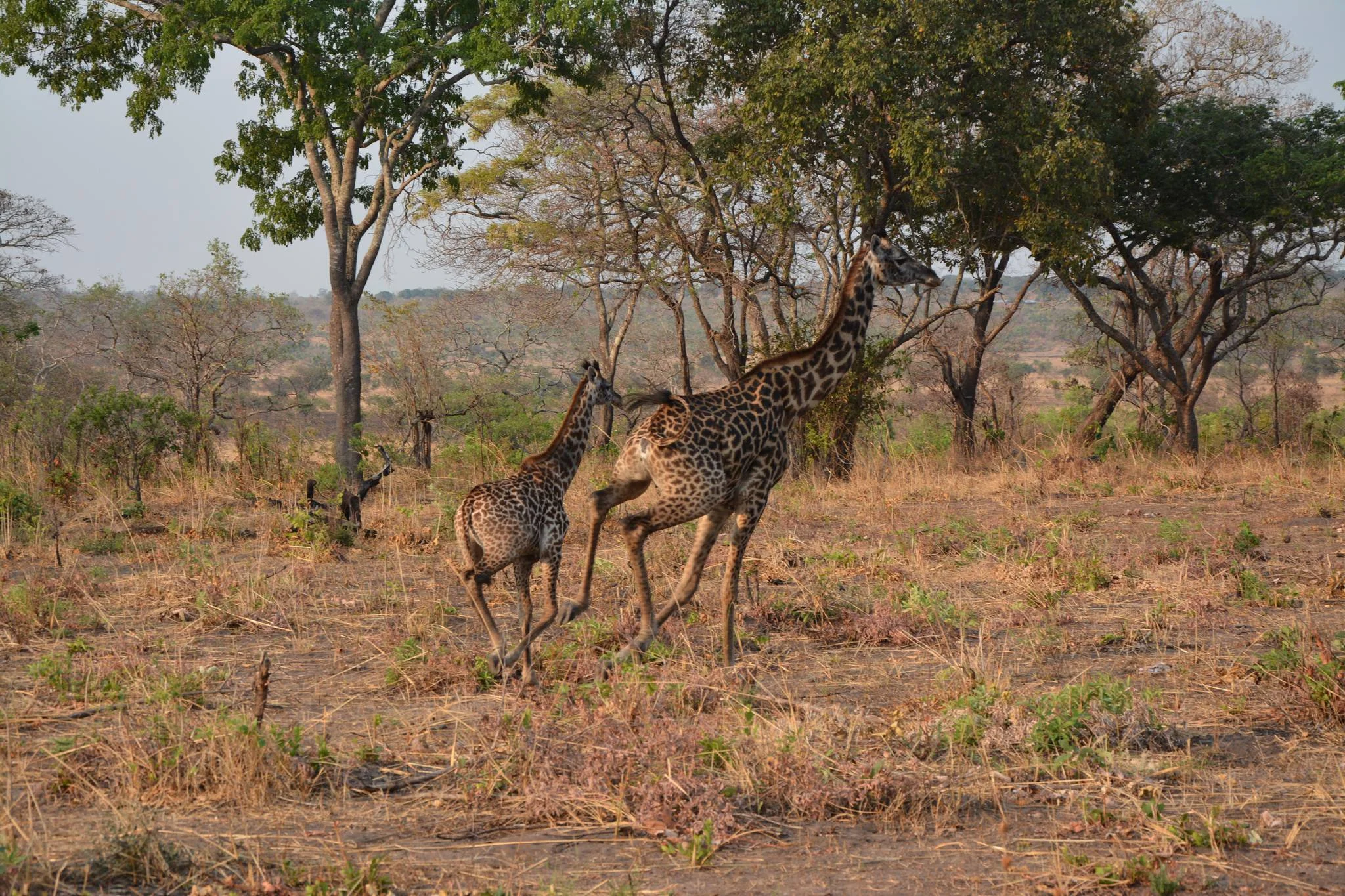 Katavi National Park – photo 21