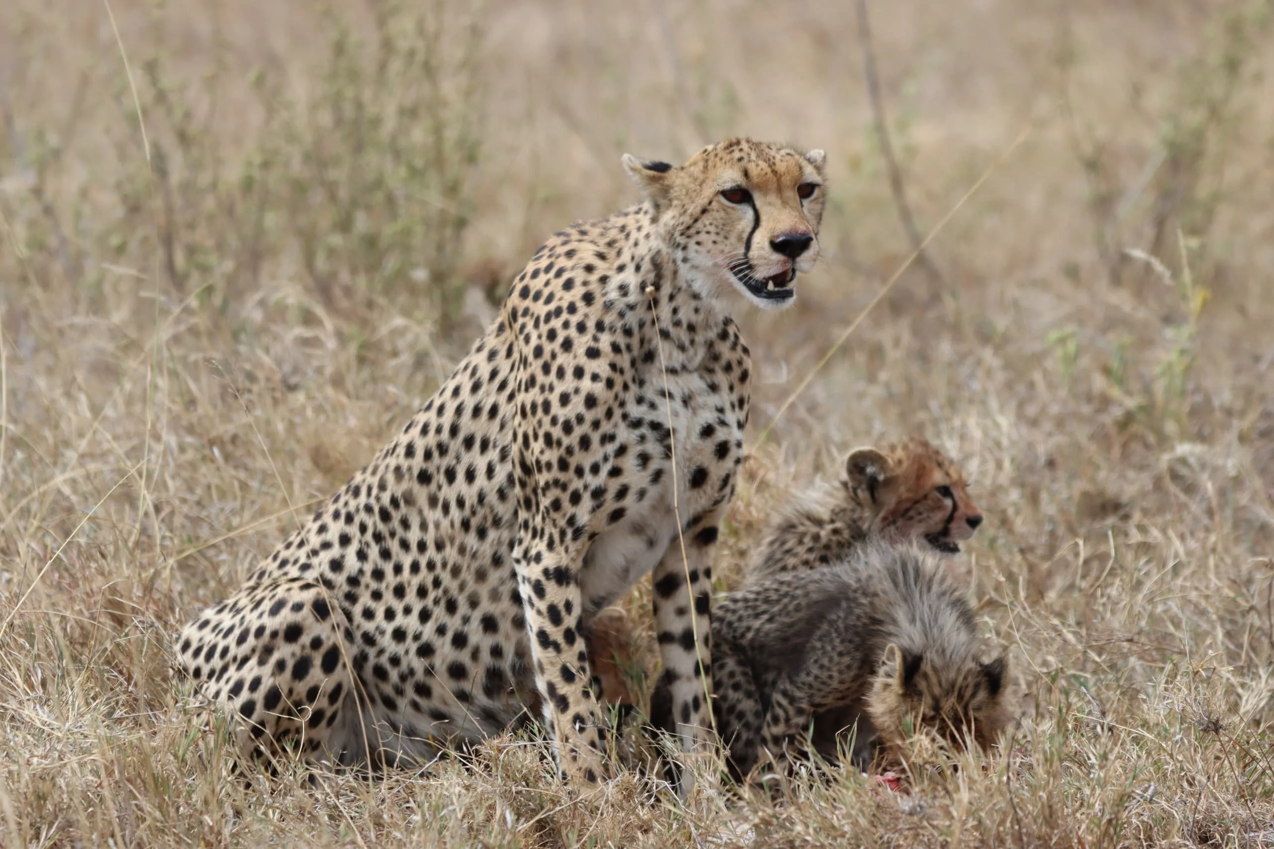 Serengeti National Park
