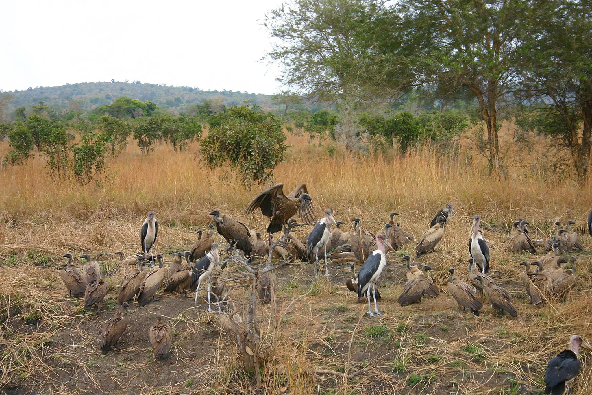 Mikumi National Park – photo 9