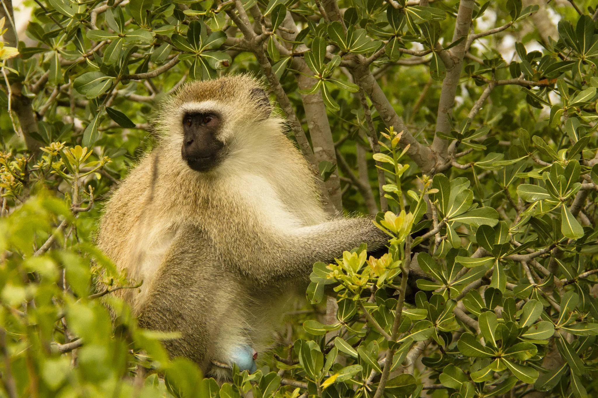 Saanane Island National Park – photo 29