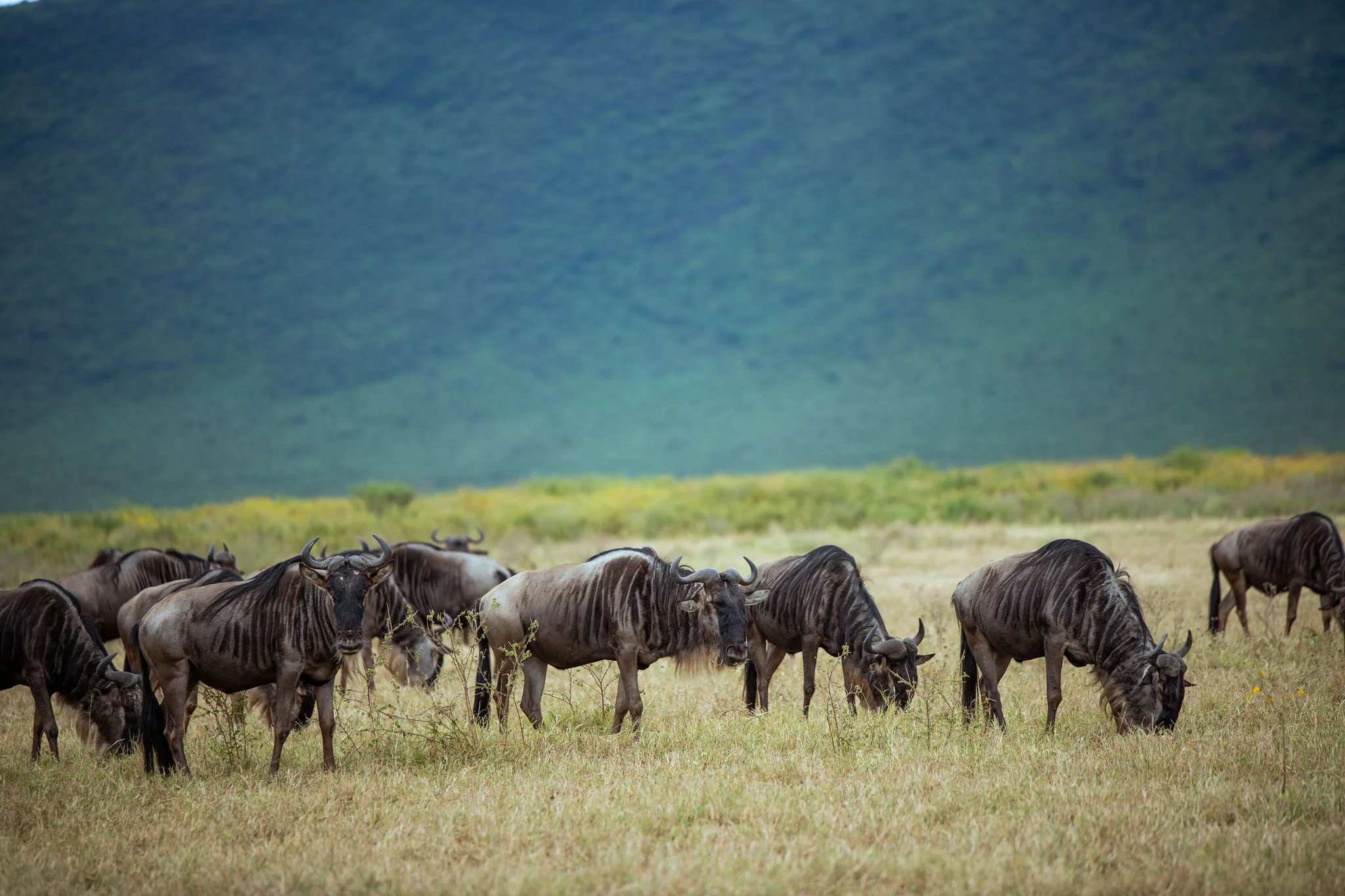Ngorongoro Conservation Area