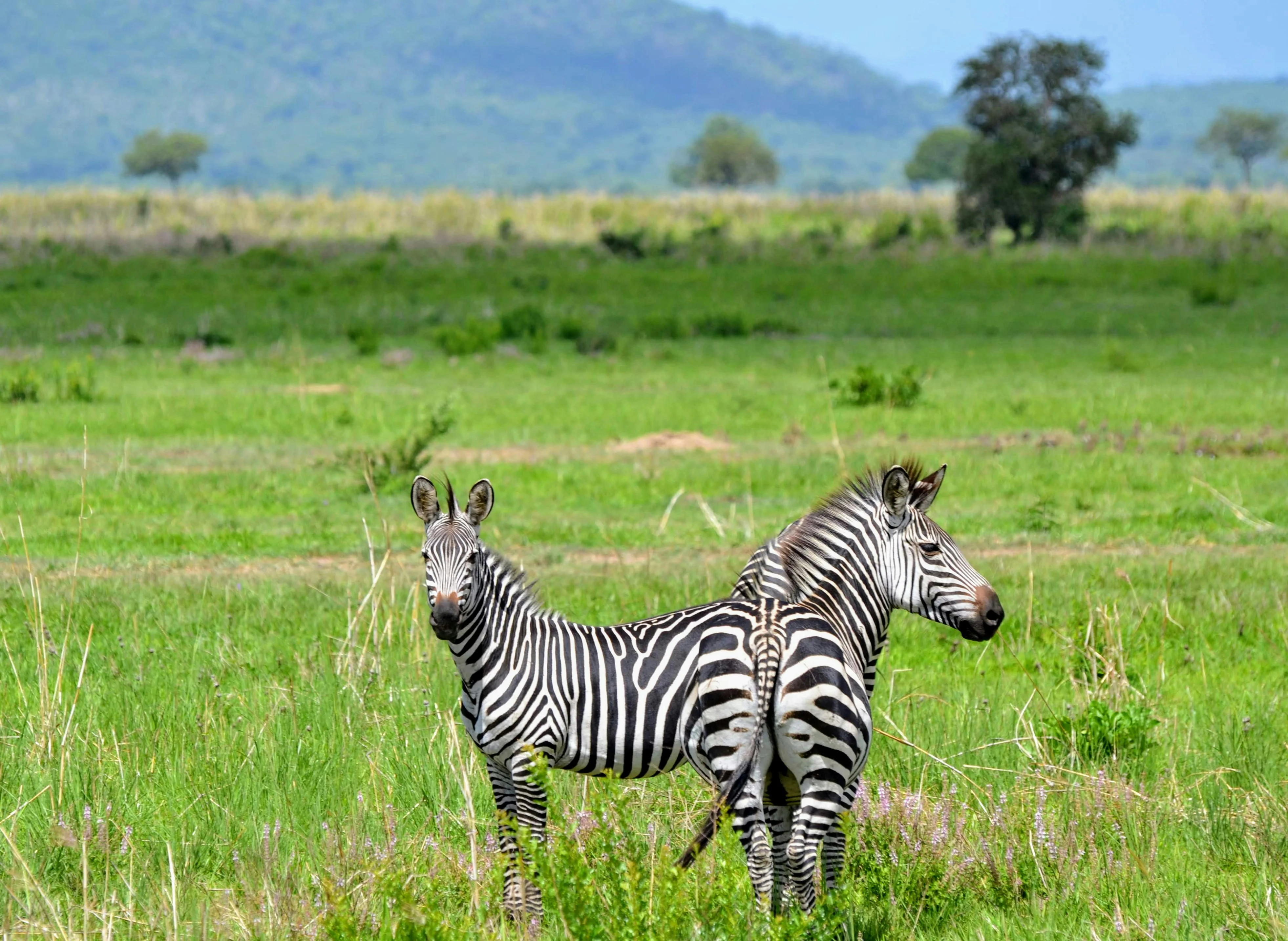 Mikumi National Park – photo 10